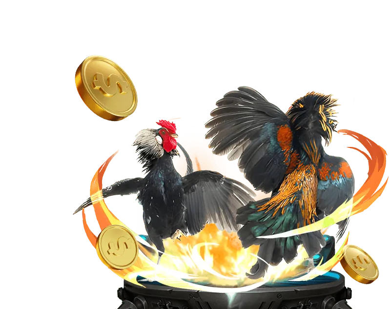 Đá gà Thomo tại Daga68